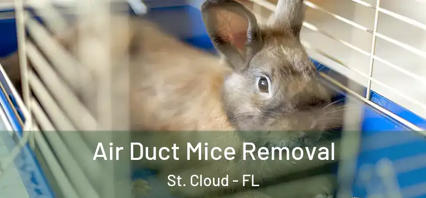  Air Duct Mice Removal St. Cloud - FL