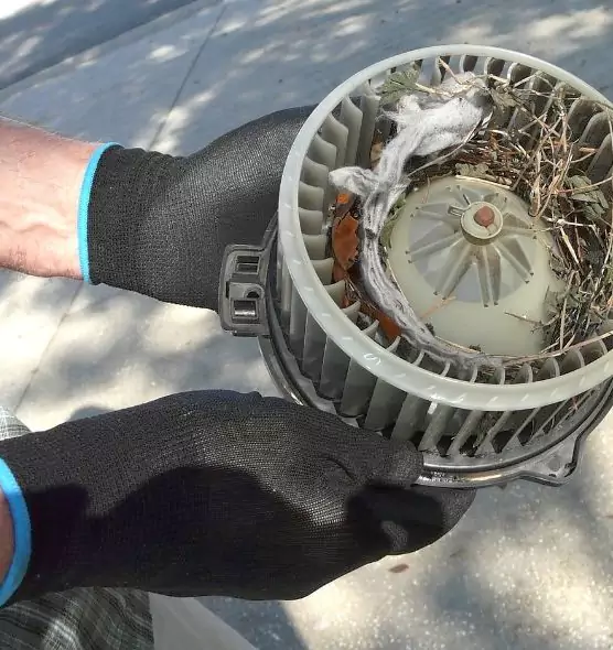 About Air Duct Rat Removal in St. Cloud, FL